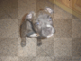 My puppy :D