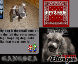 My lil puppy :D and  mean ass dog  :D lol