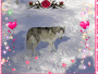 gifka ma chienne