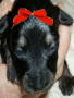 Puppy 4 Sale :)