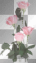 rosas rosas