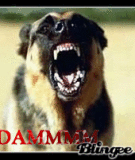 mean dog