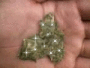 weed