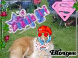 ginger