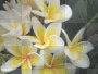 Pretty Frangipani
