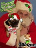 pug christmas