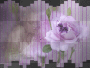 purple... purple...