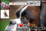 boxer & greyhound lover