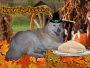 Thanksgiving