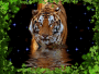 EL MEJOR TIGRE