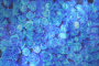  Blue Roses