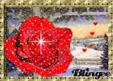 holiday rose