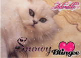 my cat snowy my cat snowy