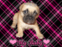 myjojobear