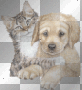 cat and dog friends
