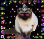 CUTE SIAMESE CAT