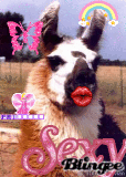llama