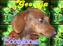 GeorgiaBlingee