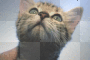 chats