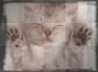 chat rigolo