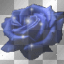 blue rose