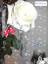 white rose