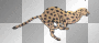 Gepard