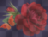 red rose with butterfly