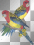 colorful birds