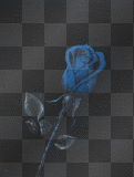 Blue Lightning Rose