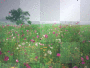 field of flowers