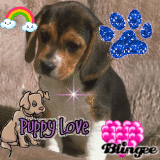 Beagle