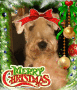 dog christmas
