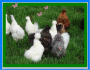 poules