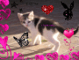 caia i love you