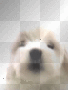 doggie