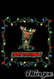 reindeer