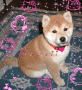 Shiba Inu Shiba Inu