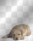 chiot chiot