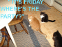 MY CATS