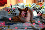 mon lapin