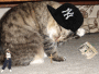 50's cat