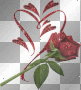 red rose