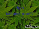 weed