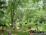 Happy animals