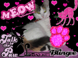 kitty