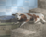 cowtumble cowtumble