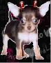 santa chi