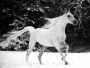 white horse 