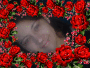 clau